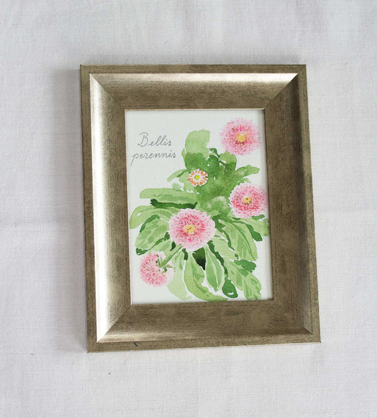 Bellis perennis - tablou original
