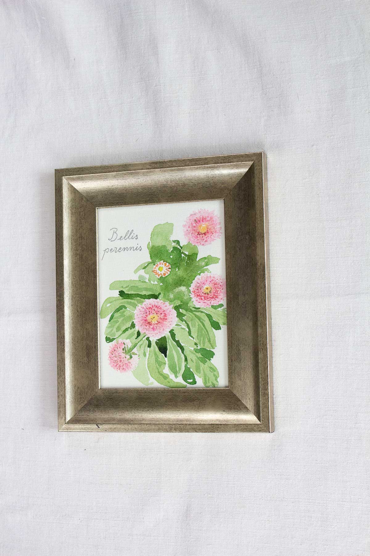 Bellis perennis - tablou original